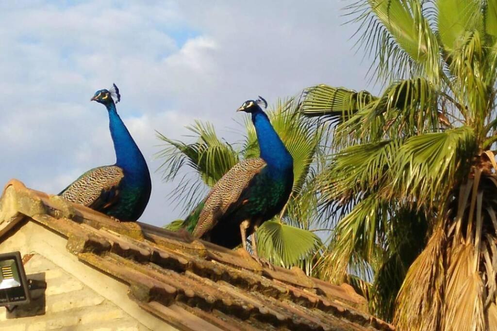 Cortijo San Jose Villa Sevilla Eksteriør bilde